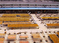 Central drying yard